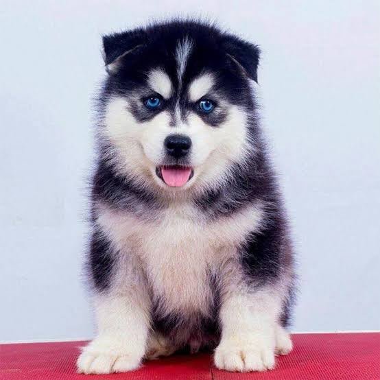Siberian Husky